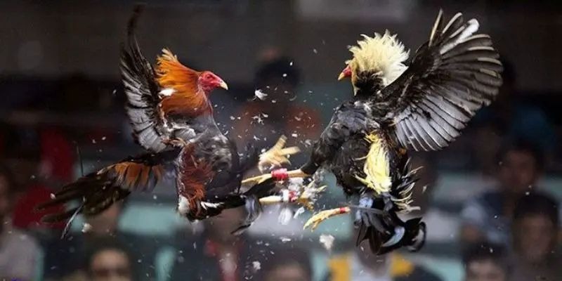 Tham gia đá gà Thomo 18Win cực kỳ đơn giản 